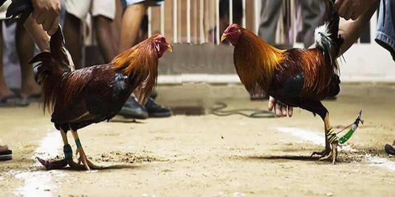 Những đặc trưng chỉ có tại đá gà Campuchia trực tuyến 
