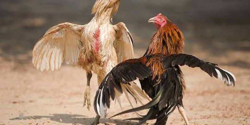 Như thế nào là cách nuôi gà đá cựa sắt có lực? 